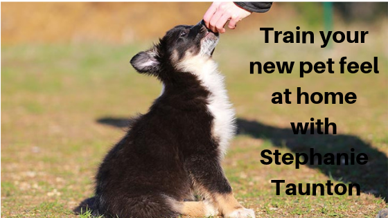 Train your new pet feel at home with stephanie taunton