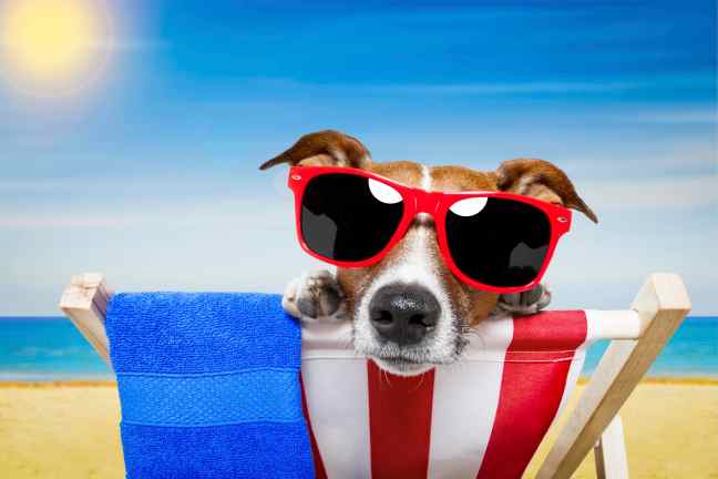 Stephanie Taunton | Steps To Keep Your Pets Safe In Summer